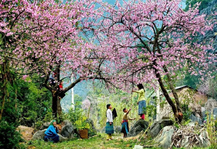 hoa-dao-muong-phang-cover