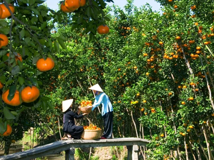 khamphamietvuovinhlong